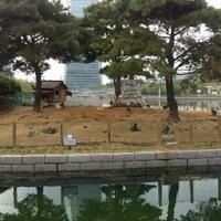 pulau-kelinci--di-songdo-korea-selatan-yang-kini-jadi-neraka-bagi-para-kelinci