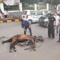 sedih-dan-meneteskan-air-mata-diduga-terlalu-lelah-kuda-ini-tergeletak-di-jalanan