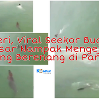 viral-seekor-buaya-mengejar-seseorang-yang-tengah-berenang-di-pantai-mengerikan