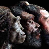 4-manusia-purba-yang-pernah-hidup-di-indonesia