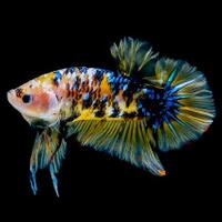 mengapa-hobi-memelihara-ikan-kebanyakan-laki-laki