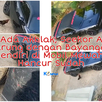 gak-ada-akhlak-seekor-ayam-tarung-dengan-bayangan-sendiri-di-mobil-mewah-hancur