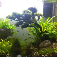 aquascape-for-everyone-learning-and-sharing---part-4