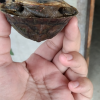 nemu-makhluk-berwajah-bete-mohon-diskusinya-gansis
