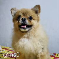 coc-mamalia-anjing-yang-lucuu