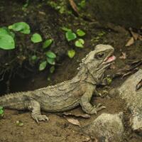 5-fakta-menarik-tuatara-reptil-endemik-selandia-baru