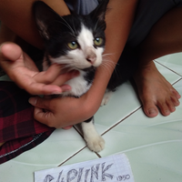 si-komo-kucing-mungil-dirumah-membuat-bahagia
