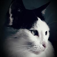 ajak-bermain-pusy-ya