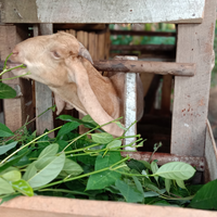 tips-dan-trik-menjadi-peternak-kambing-yang-berhasil-dan-sukses-boleh-dicoba