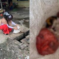 sadis-puluhan-kucing-dijagal-dan-dagingnya-dikonsumsi