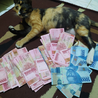 bobo-si-kucing-piaraan-ane-yang-suka-bobok-dan-mitos-mitos-seputar-kucing