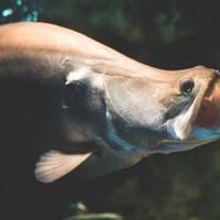 ikan-belida-lopis-jawa-dinyatakan-punah