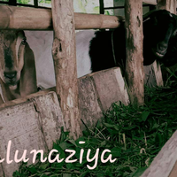 coc-mamalia-saat-kambing-jadi-hewan-peliharaan-kesayangan-kenapa-enggak