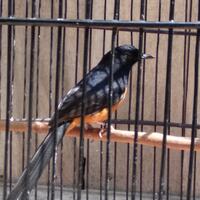 burungnya-mati-kena-asap-sampah-tetangga-digugat-60-juta-di-pengadilan