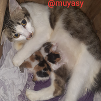 anggaplah-kucing-sebagai-anggota-keluarga-bukan-hanya-hewan-peliharaan-saja