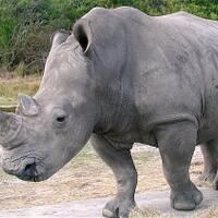 momen-spesial-badak-jawa-yang-langka-di-tn-ujung-kulon-tertangkap-kamera