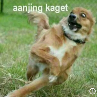 susi-pudjiastuti-ngamuk-diisukan-jadi-cawapres-anies-capres-disingkat-asu