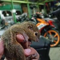 tupai-ternyata-hewan-yang-cukup-jinak-untuk-dijadikan-peliharaan