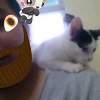 kasih-makan-kucing-jangan-sembarangan-ini-pemilihan-makanannya