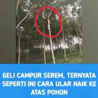 geli-campur-serem-seperti-ini-cara-ular-naik-ke-atas-pohon