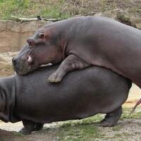 viral-video-istri-minta-suami-poligami-biar-di-kamar-kita-berempat-sayang