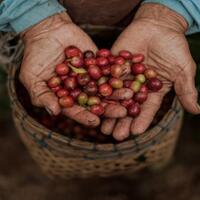 hal-penting-yang-harus-diperhatikan-sebelum-membeli-greenbean