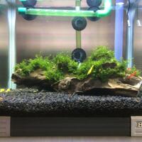 aquascape-for-everyone-learning-and-sharing---part-4