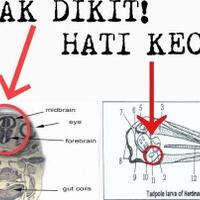 ribut-dengan-ferdinand-susi-what-is-your-problem-pak-netizenbutuh-kerjaan-kali-bu