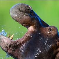 kuda-nil-kokain--warisan-pablo-escobar-menjelma-jadi-bom-waktu-ekologis