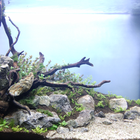 aquascape-for-everyone-learning-and-sharing---part-4