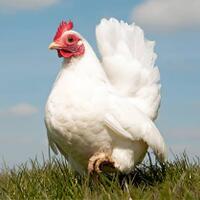 kata-siapa-ayam-tidak-bisa-terbang-ini-dia-buktinya