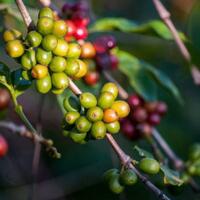 3-hal-yang-perlu-kamu-ketahui-tentang-pertanian-kopi