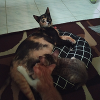 cat-lovers-kaskus-read-page-1-first---part-5