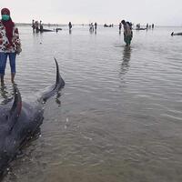 49-paus-terdampar-di-pantai-bangkalan-madura