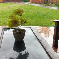 siapa-bilang-rumput-tetangga-lebih-hijau