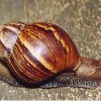 anda-tau-bekicot-sini-saya-ceritakan-rasanya-true-story