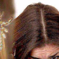 salah-pilih-bini-rambut-gondrong-kudu-dipotong-gegara-bini-kutuan