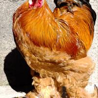 mengenal-ayam-brahma-ayam-super-besar-dan-super-mahal