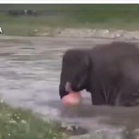 bikin-hati-terenyuh-momen-gajah-menyelamatkan-manusia-yang-terseret-arus-sungai