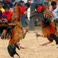 sabung-ayam-di-indonesia--judi-atau-adat
