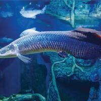 inilah-ikan---ikan-perusak-ekosistem