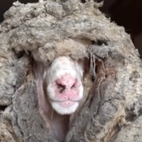 seekor-domba-berbulu-seberat-35-kg-diselamatkan-di-hutan-belantara-australia