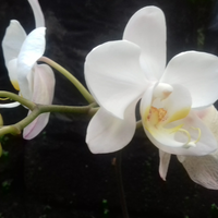 cara-mudah-mengawinkan-anggrek-bulan-mampir-gan-sist