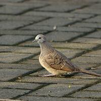 lama-hilang-burung-ini-tiba-tiba-muncul-kembali