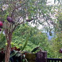 cara-mudah-mencangkok-tanaman-buah-delima-supaya-cepat-tumbuh-akar