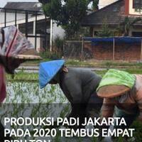 produksi-padi-jakarta-pada-2020-tembus-empat-ribu-ton