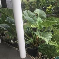 melonjaknya-harga-tanaman-hias-bukan-bagian-dari-monkey-business-agan-setuju