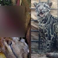 5-kambing-mati-dengan-leher-nyaris-putus-di-sumbar-petugas-kaget-temukan-hewan-ini