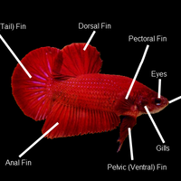 perlu-diketahui-ciri-ciri-ikan-cupang-kontes