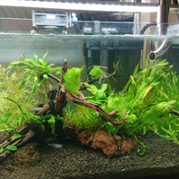 aquascape-for-everyone-learning-and-sharing---part-4